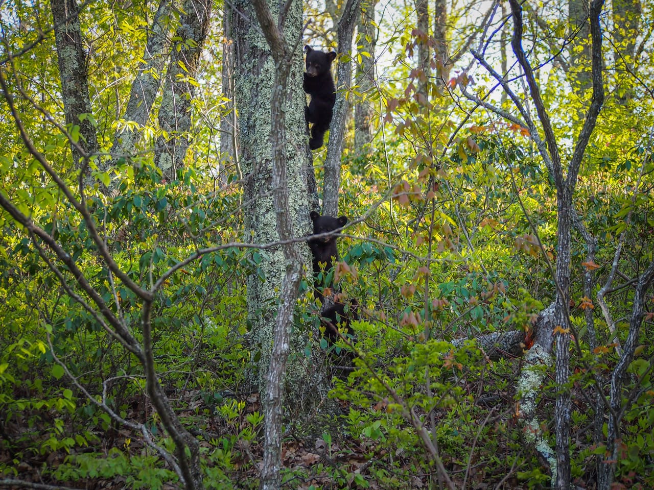 Bear Cubs in Shenandoah National Park - Black Bear Encounter Safety