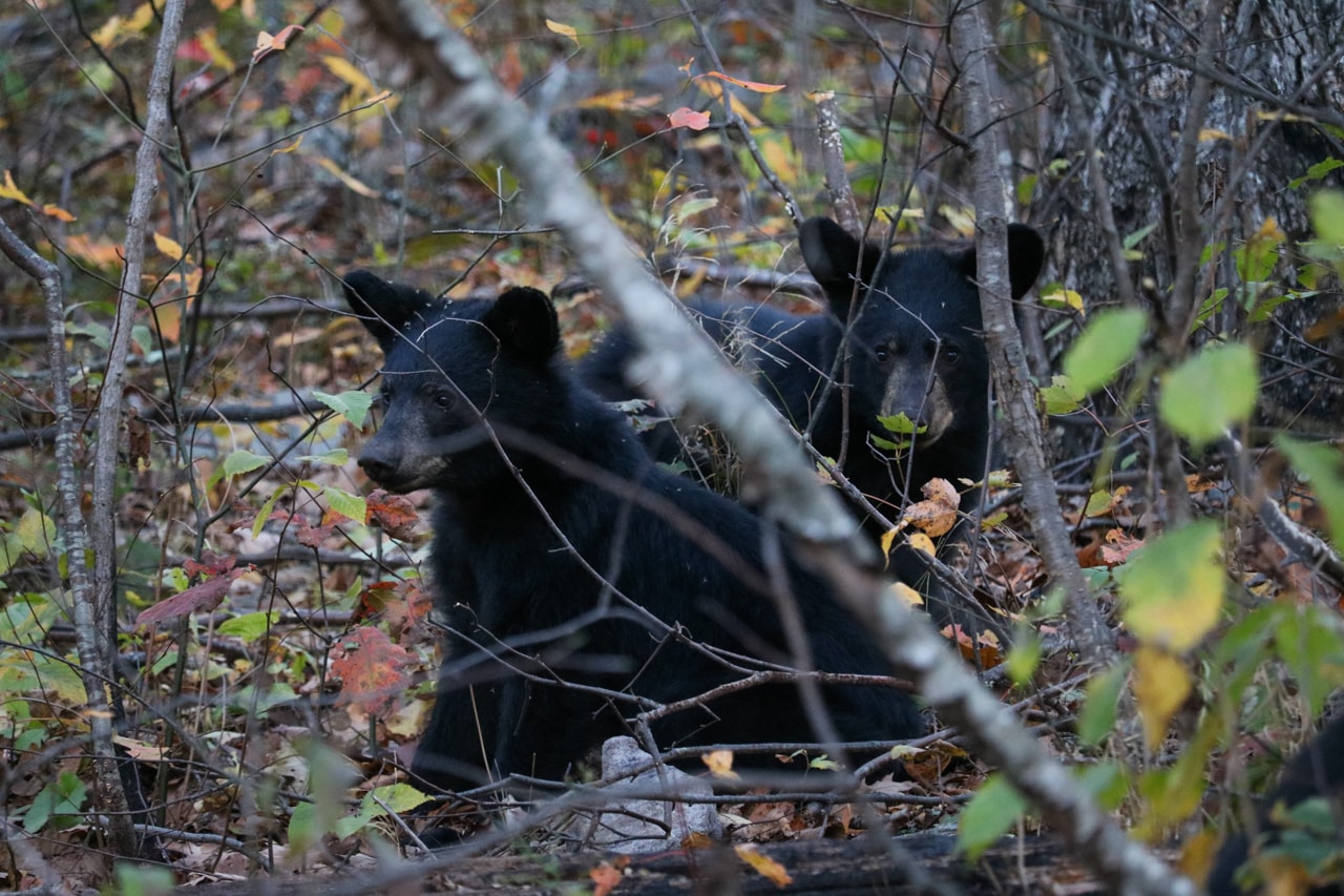 Black bear cubs on a trail near Skyline Drive, Shenandoah National Park