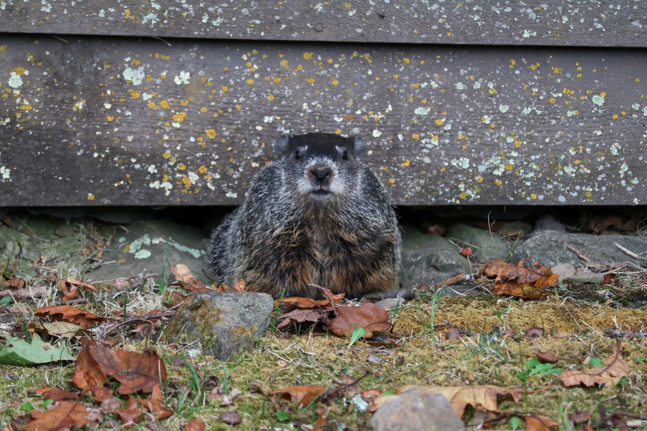 Groundhog in Shenandoah National Park, Virginia - Shenandoah National Park photos