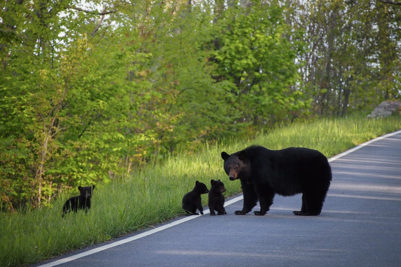 Black bear sow and cubs on Skyline Drive, Shenandoah National Park, Virginia