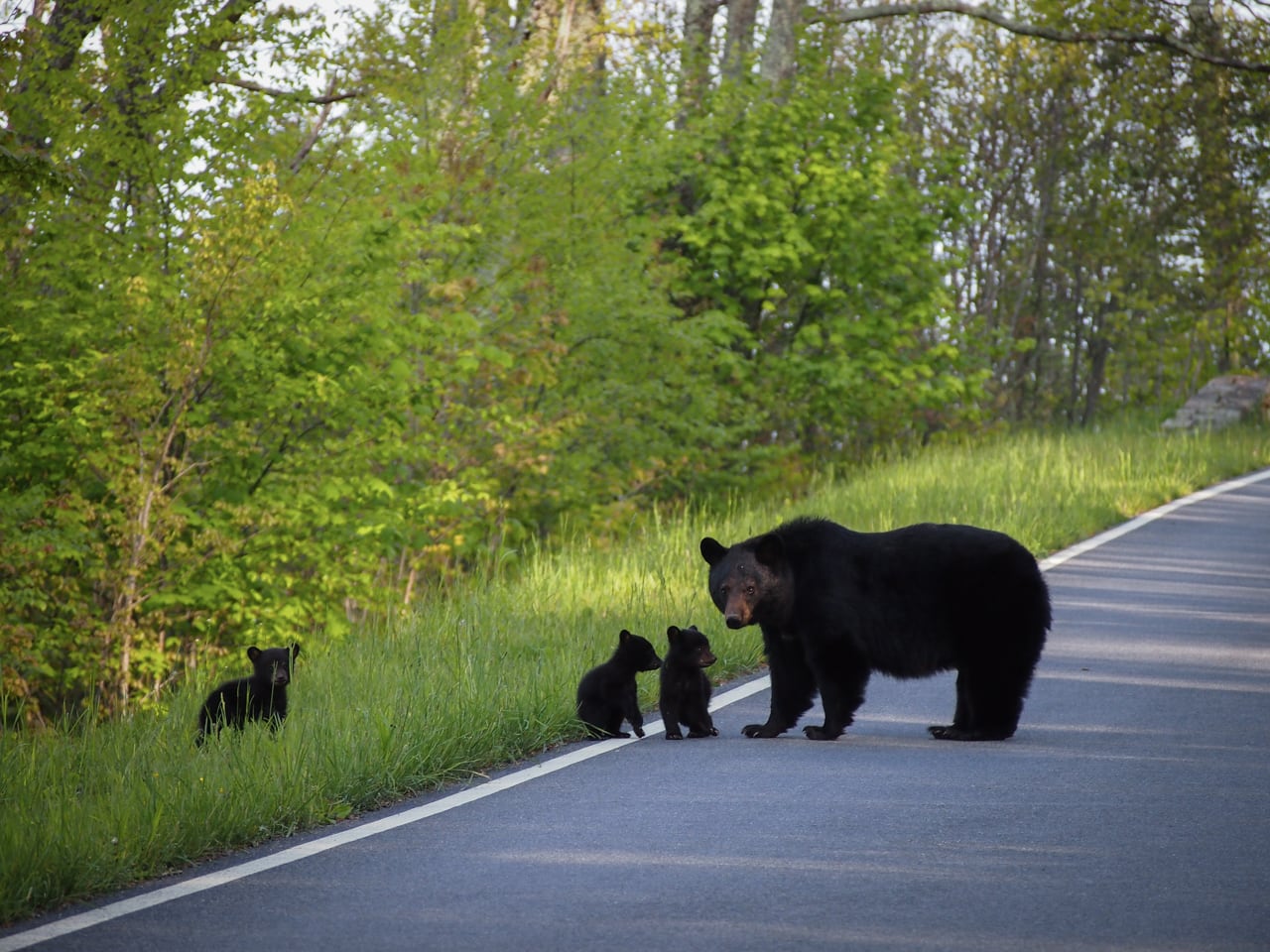 Protective Mother Bear
