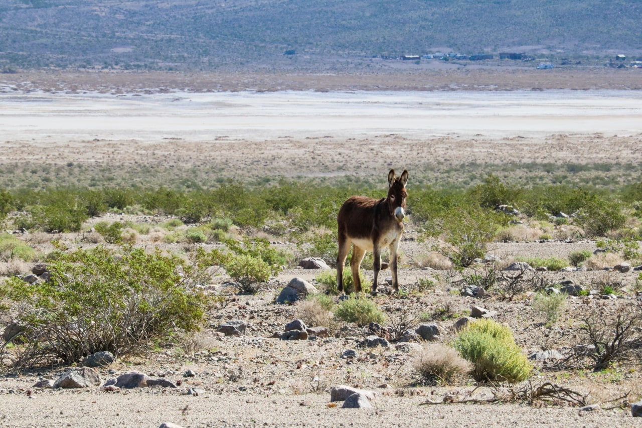 Burro in Death Valley