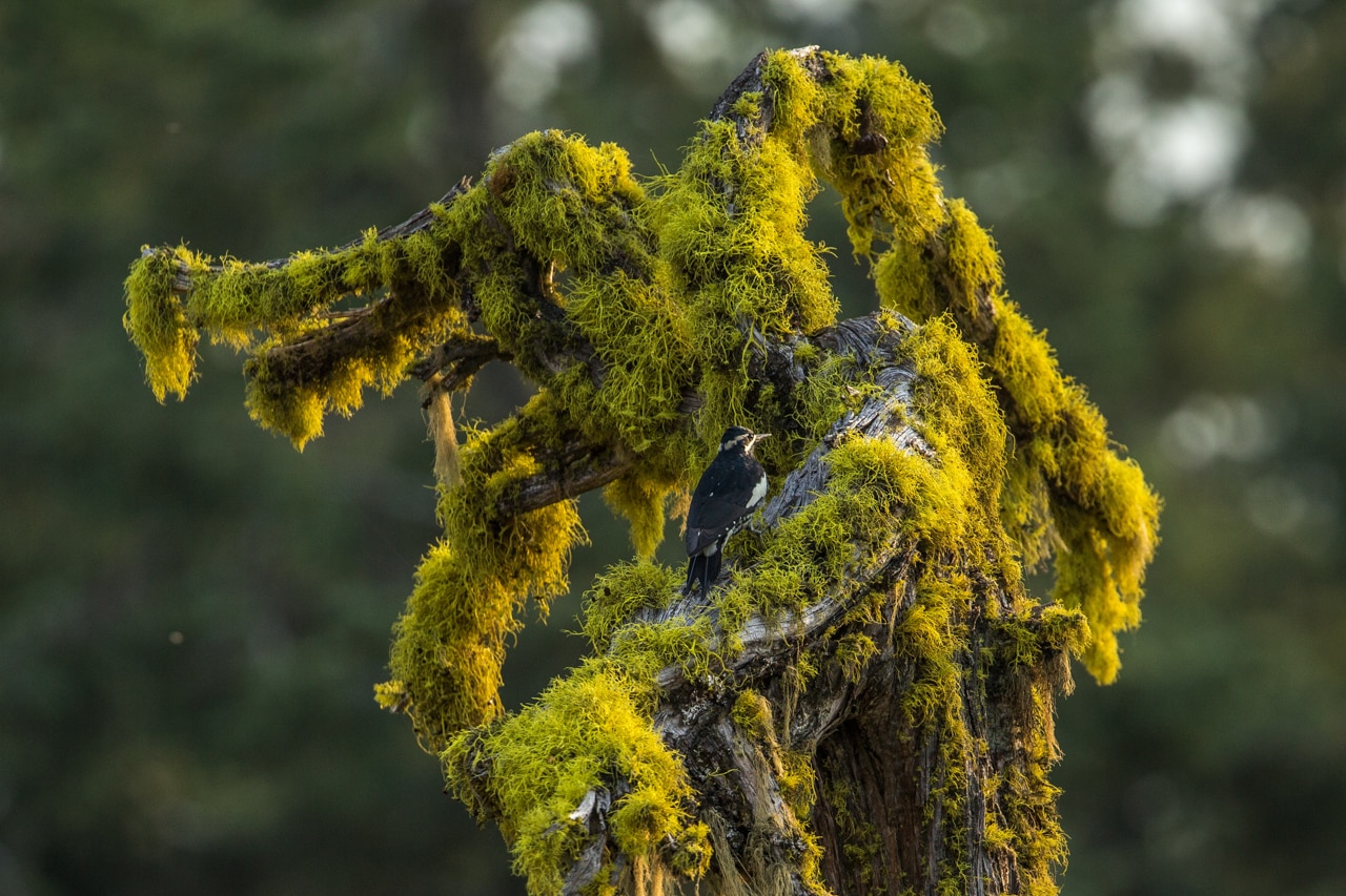 Cascade-Siskiyou National Monument - Ten Adventures in National Monuments
