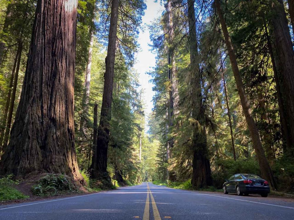 Newton B. Drury Scenic Parkway, Best Things to Do in Redwood National Park & State Parks, California