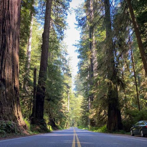 Newton B. Drury Scenic Parkway Car Redwood National & State Parks, California