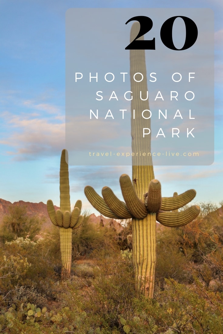 20 Photos of Saguaro National Park, Arizona