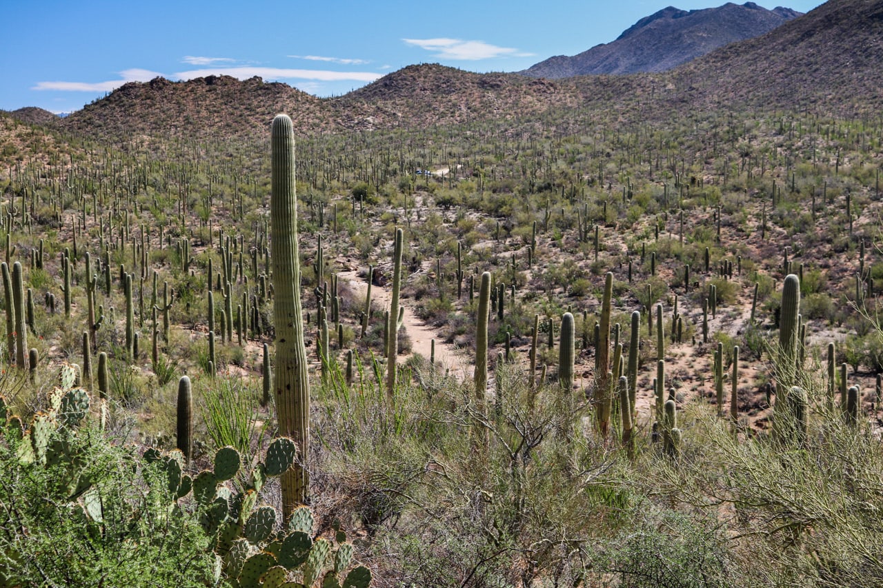 Bajada Scenic Loop in Saguaro National Park, Arizona - Arizona National Parks Road Trip Itinerary