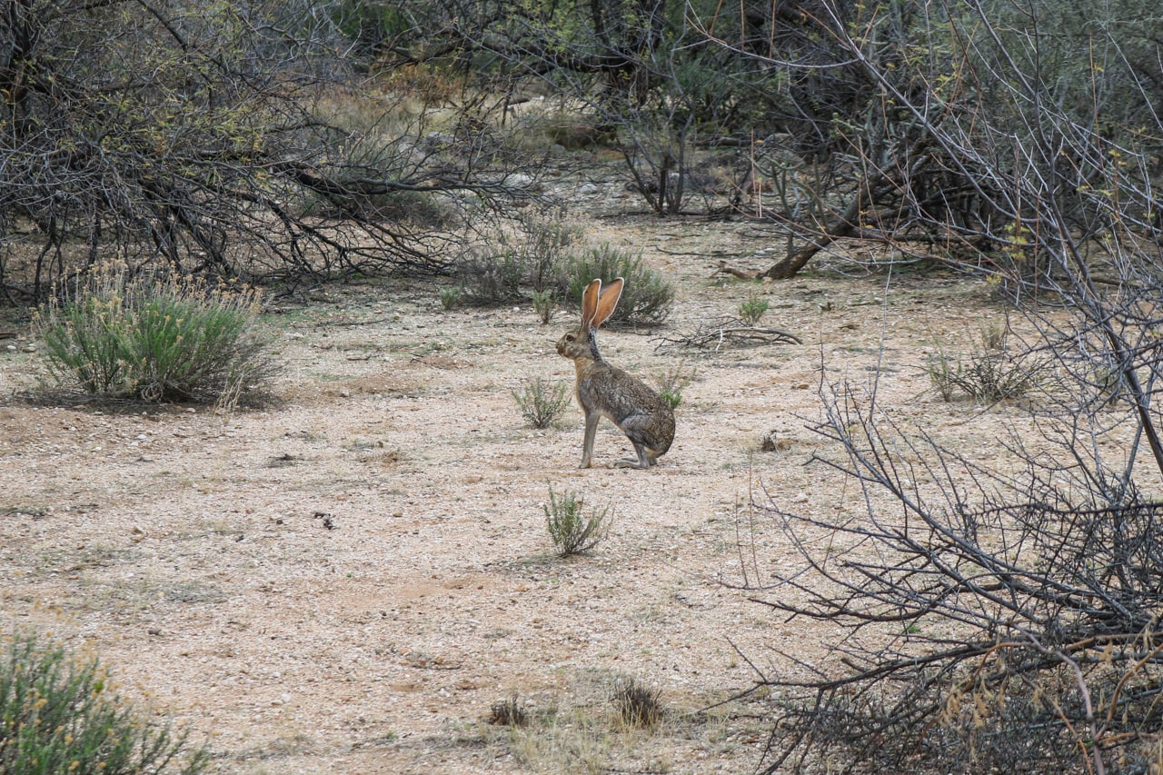 Black-tailed jackrabbit, wildlife in Saguaro National Park, Arizona