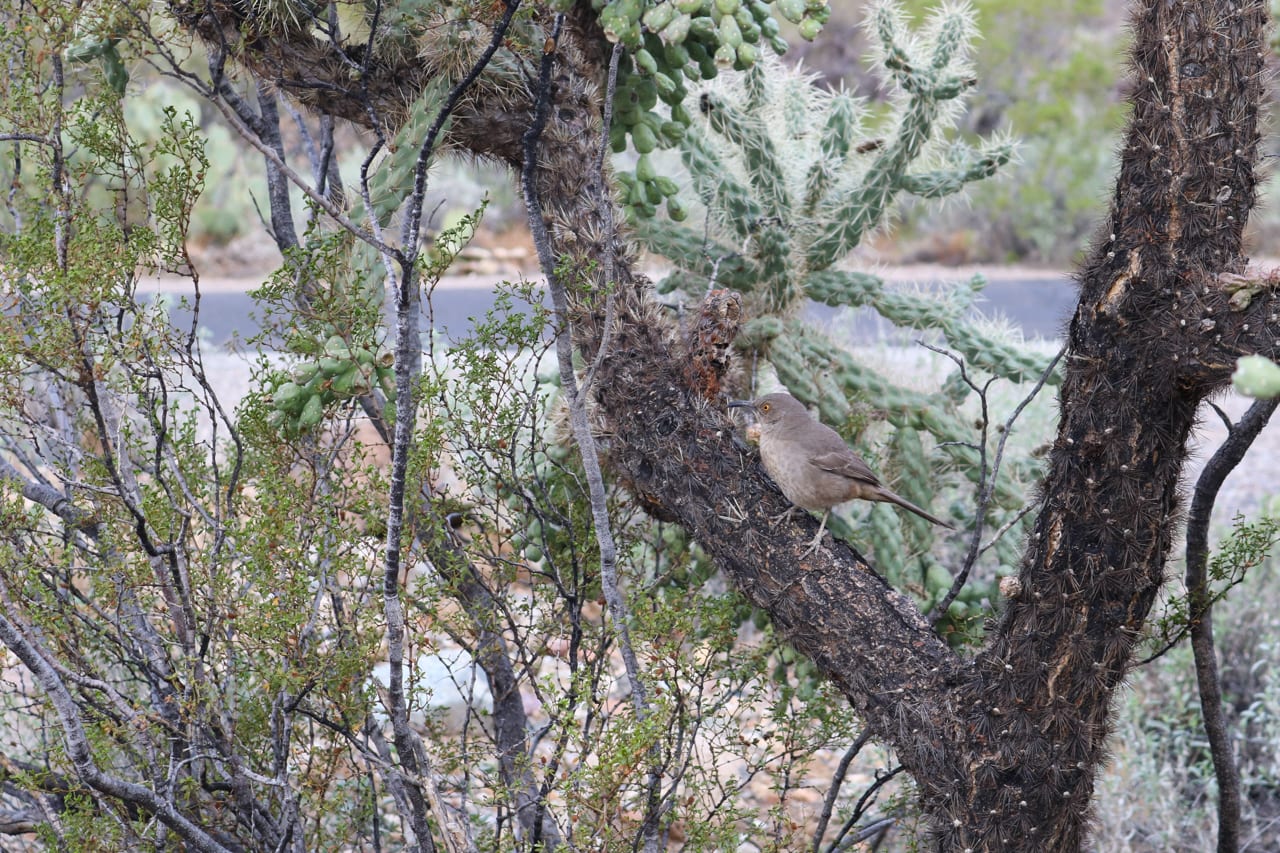Curve-billed thrasher in Saguaro National Park, Arizona wildlife