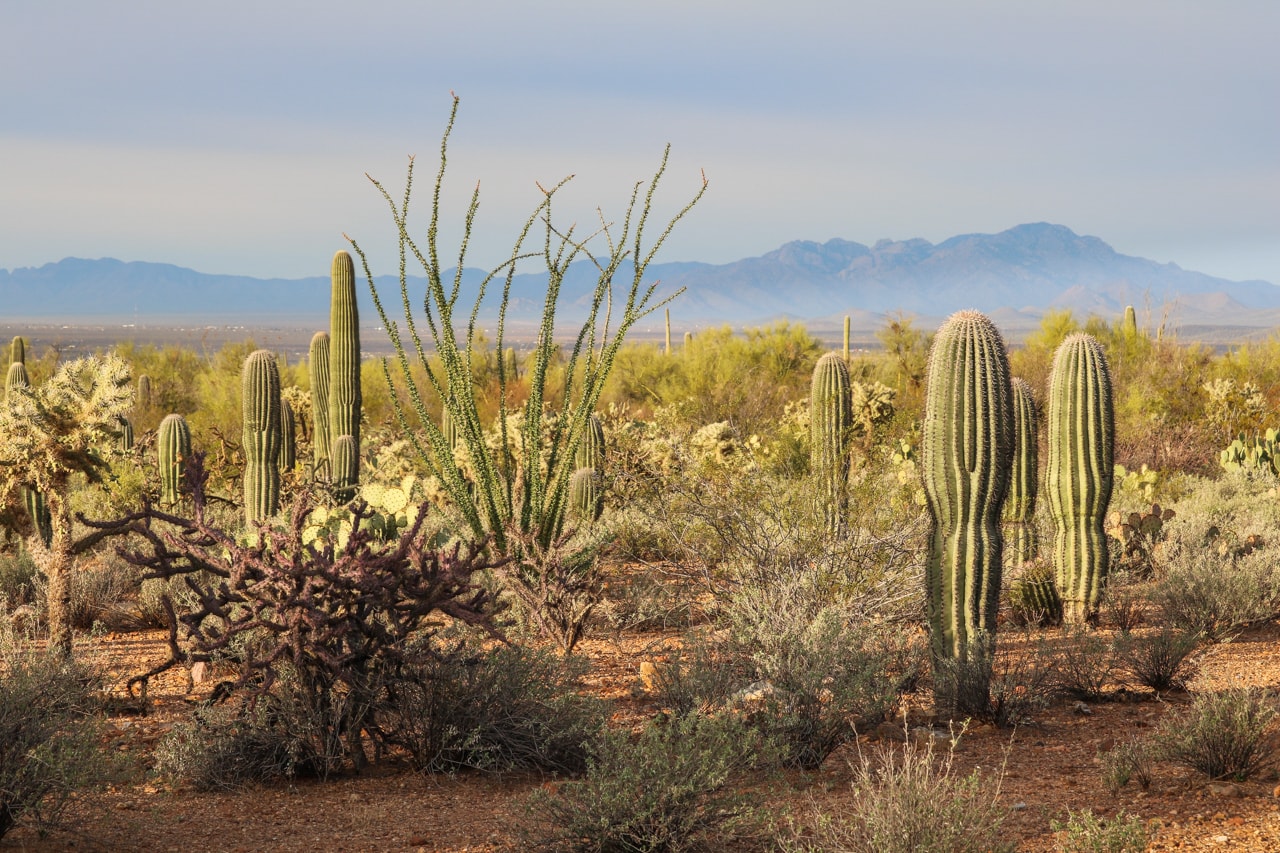 Desert plants in Saguaro National Park, Arizona