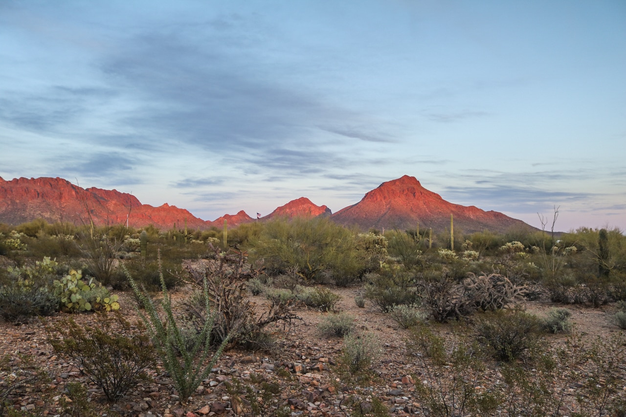 Dusk in Saguaro National Park, Arizona