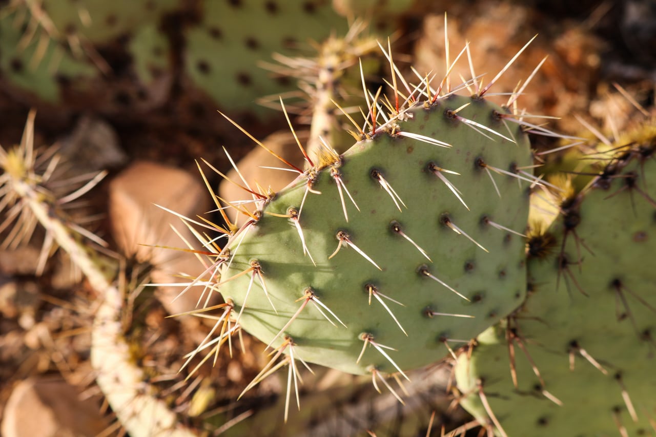 Prickly pear cactus in Saguaro National Park, Arizona