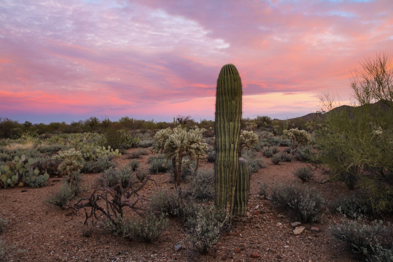 Red sunrise in Saguaro National Park, Arizona