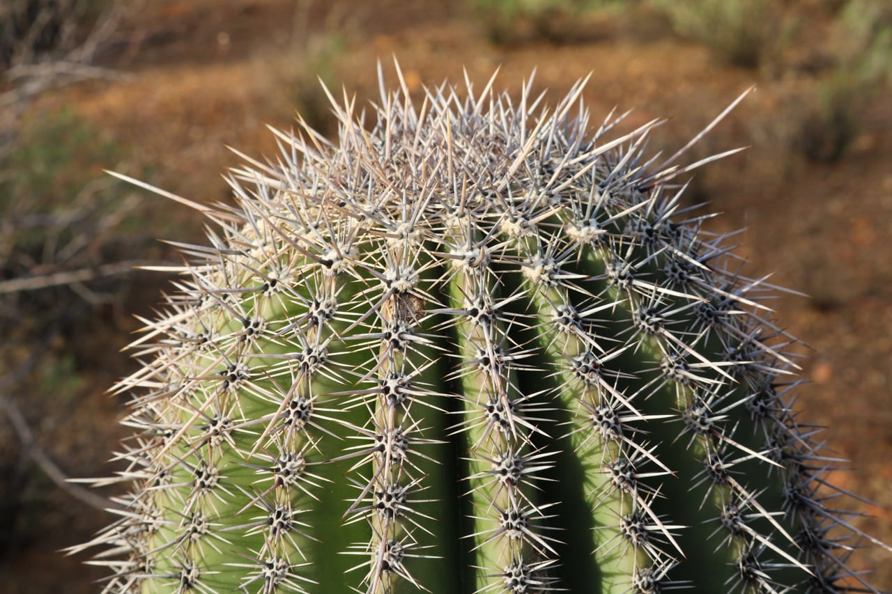 Saguaro cactus close-up, Saguaro National Park in Arizona