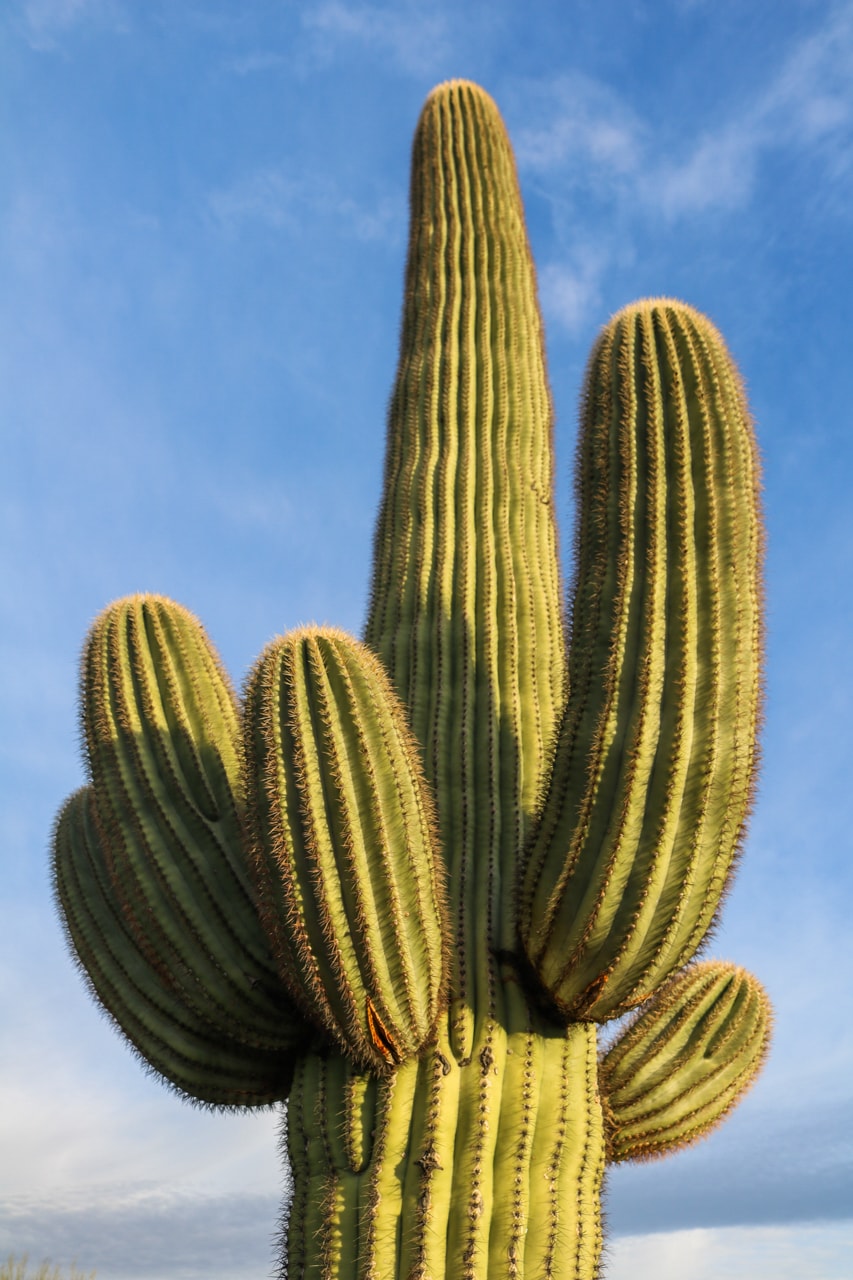 Saguaro cactus close-up, Saguaro National Park pictures