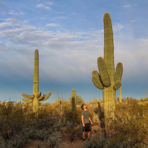 Saguaro cactus in Saguaro National Park, Arizona