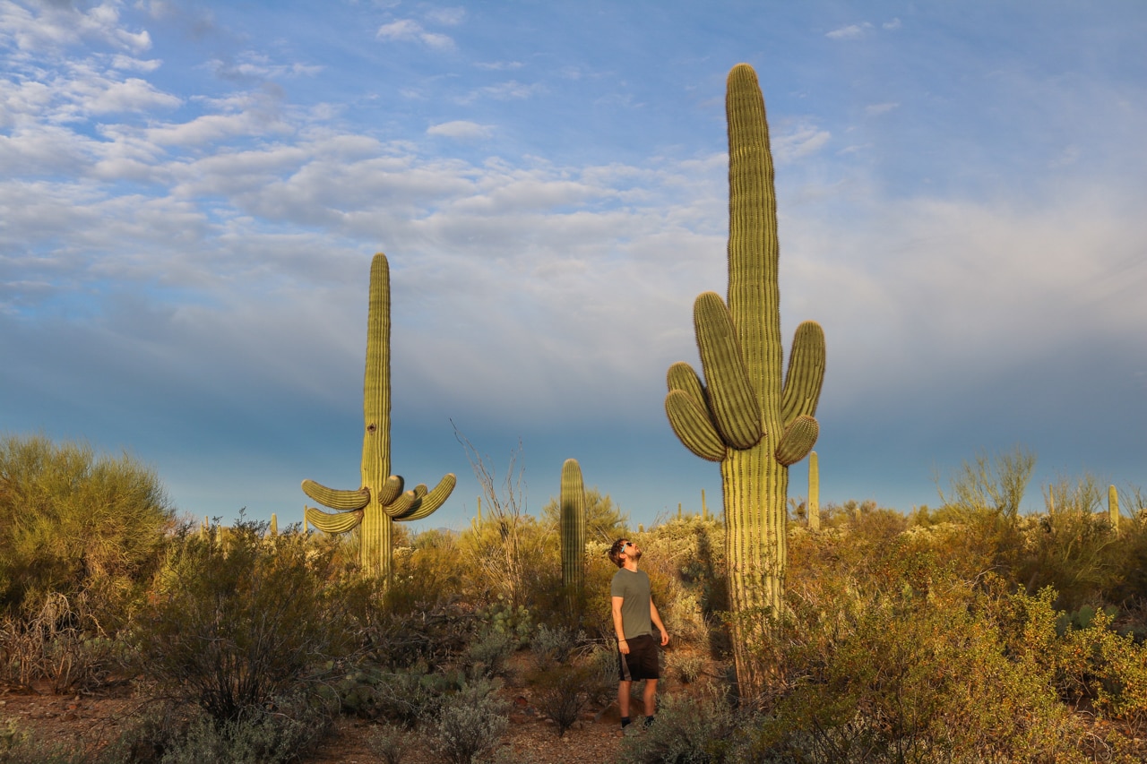 Saguaro cactus in Saguaro National Park, Arizona, one of the top national parks to visit in winter for warm weather