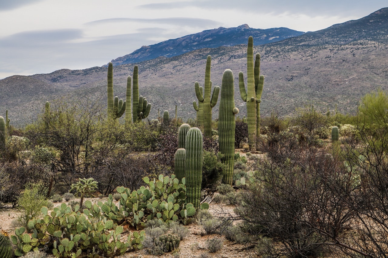 Saguaros in the Rincon Mountain District, photos of Saguaro National Park, Arizona