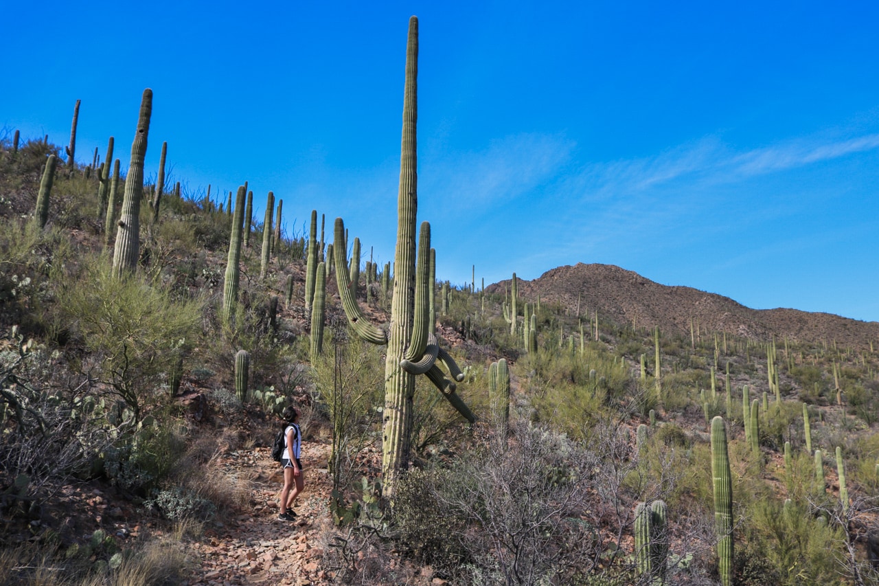 Tall saguaros in the Tucson Mountain District, Saguaro National Park