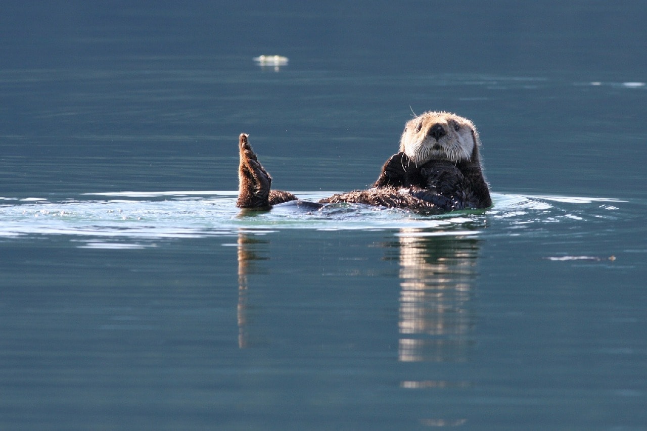 Sea otter in Glacier Bay National Park, Alaska - Wildlife Watching in Alaska, State and National Parks