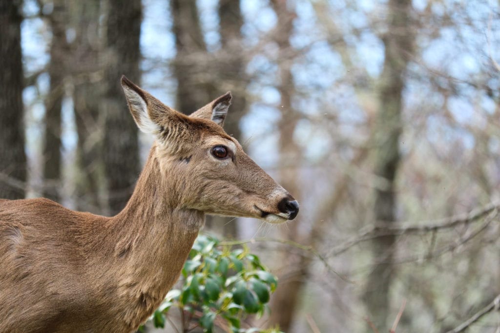 White-tailed deer in Shenandoah National Park