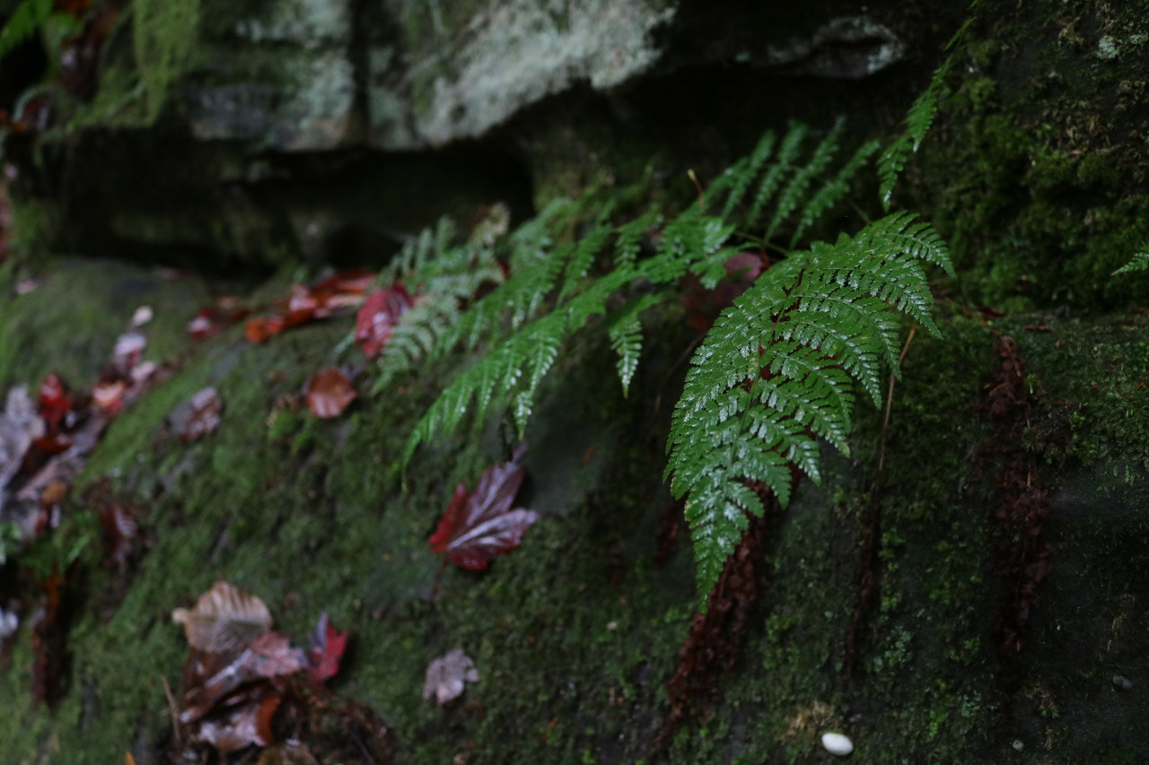 Ferns and moss, Cuyahoga Valley National Park