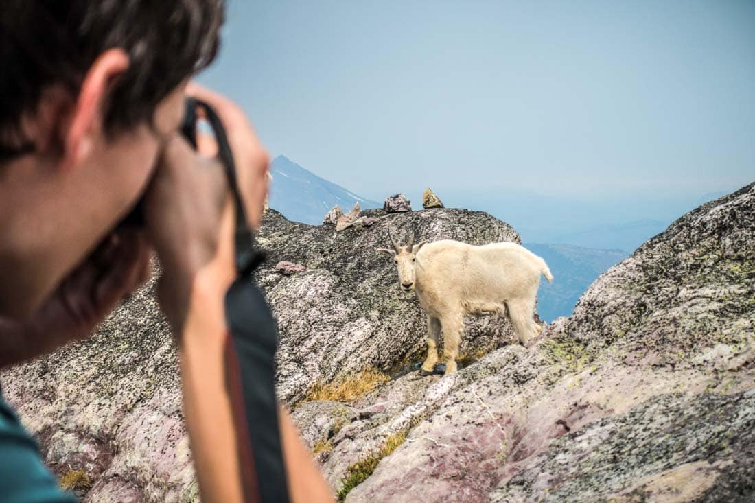 Wildlife watching in National Parks: Mountain Goat in Glacier National Park, Montana