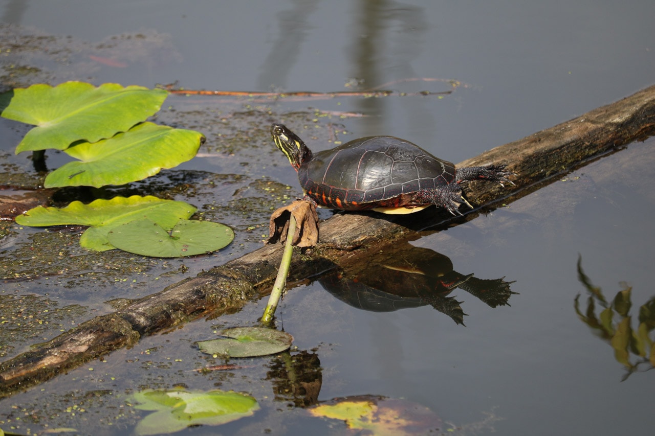 Turtle in Beaver Marsh, Cuyahoga National Park, Ohio