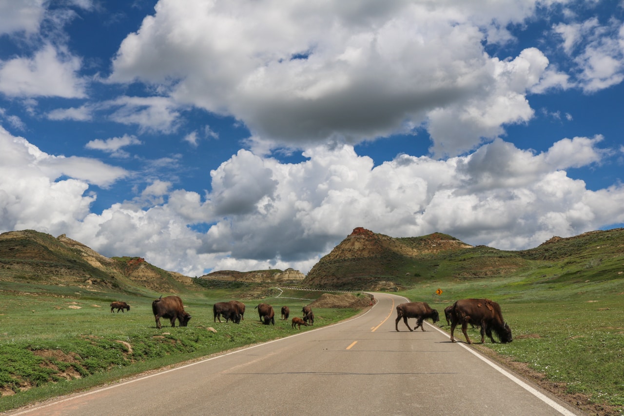 American bison crossing the Scenic Loop Drive in Theodore Roosevelt National Park, North Dakota - Theodore Roosevelt National Park Attractions