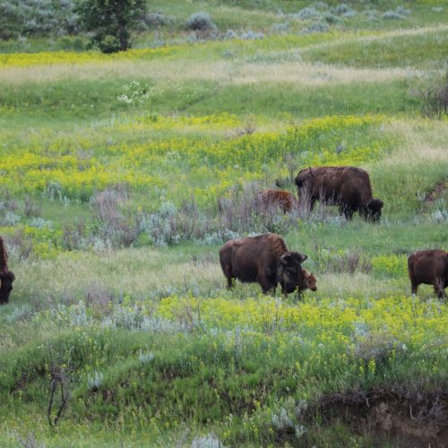 Family of bison in Theodore Roosevelt National Park, North Dakota - Theodore Roosevelt National Park South Unit Highlights