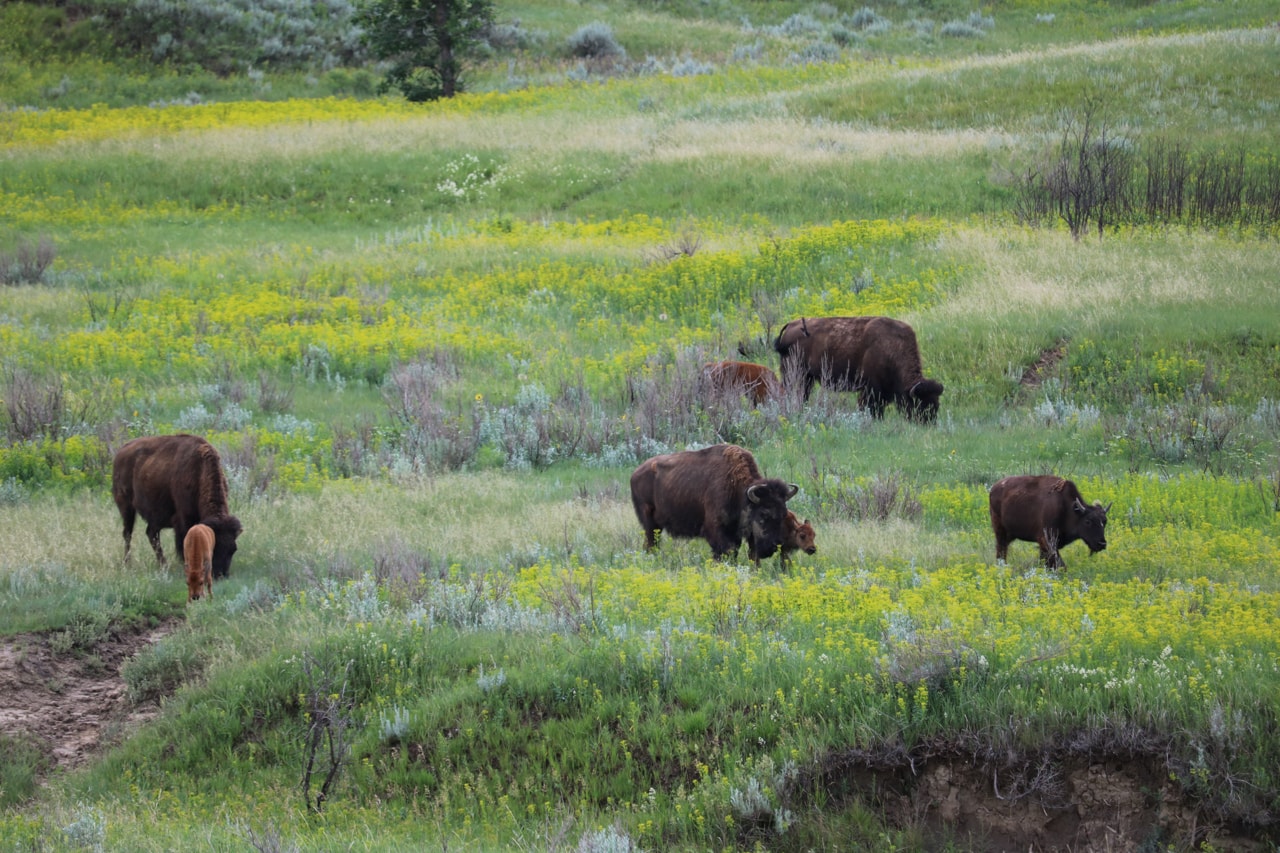 Family of bison in Theodore Roosevelt National Park, North Dakota - Theodore Roosevelt National Park South Unit Highlights