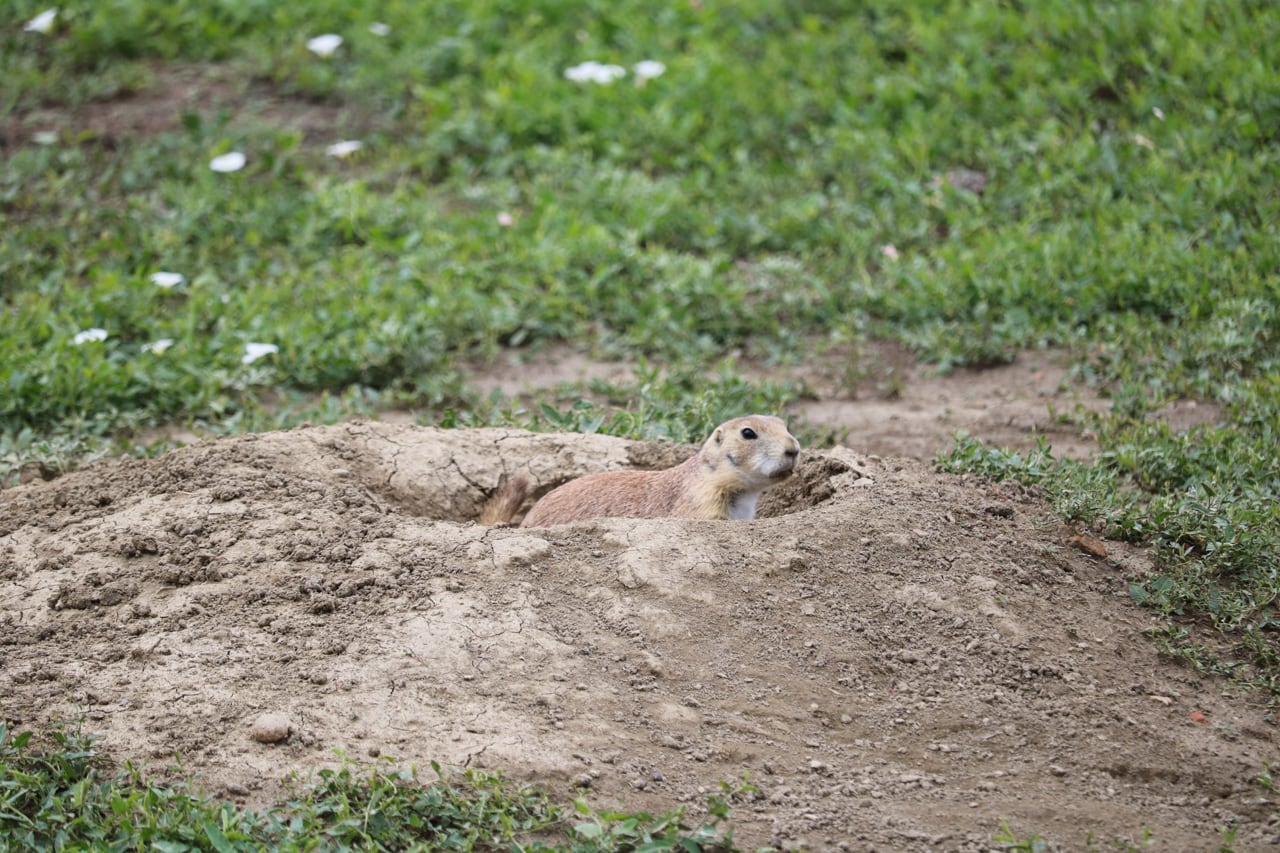 Prairie dog, Main attractions in Theodore Roosevelt National Park