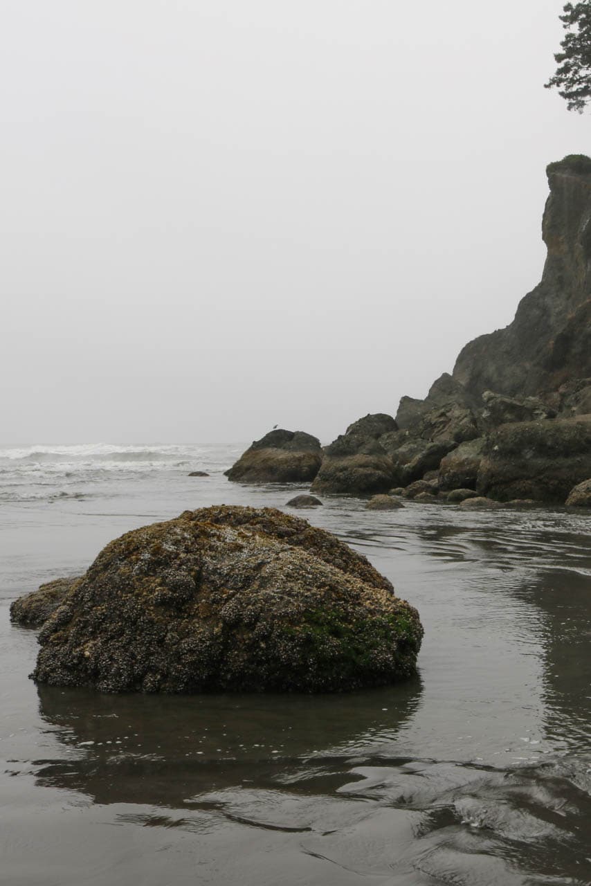 Barnacle rocks at Ruby Beach, Olympic National Park, Washington