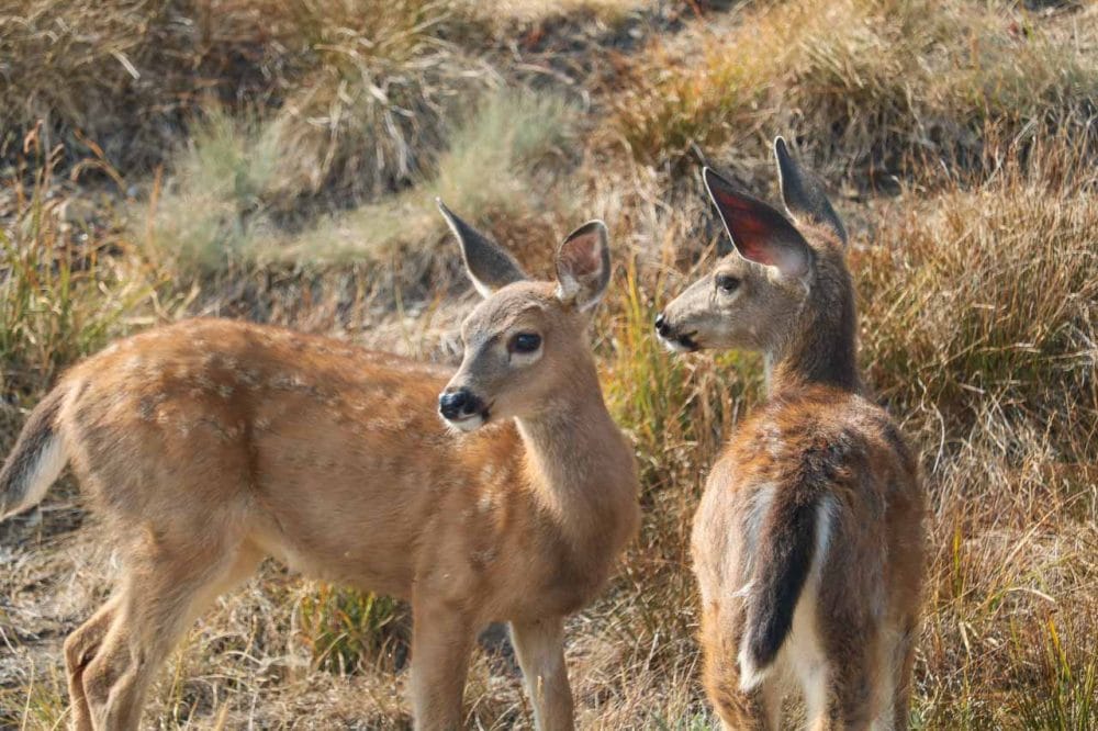 Black-tailed deer fawns in Olympic National Park, Washington