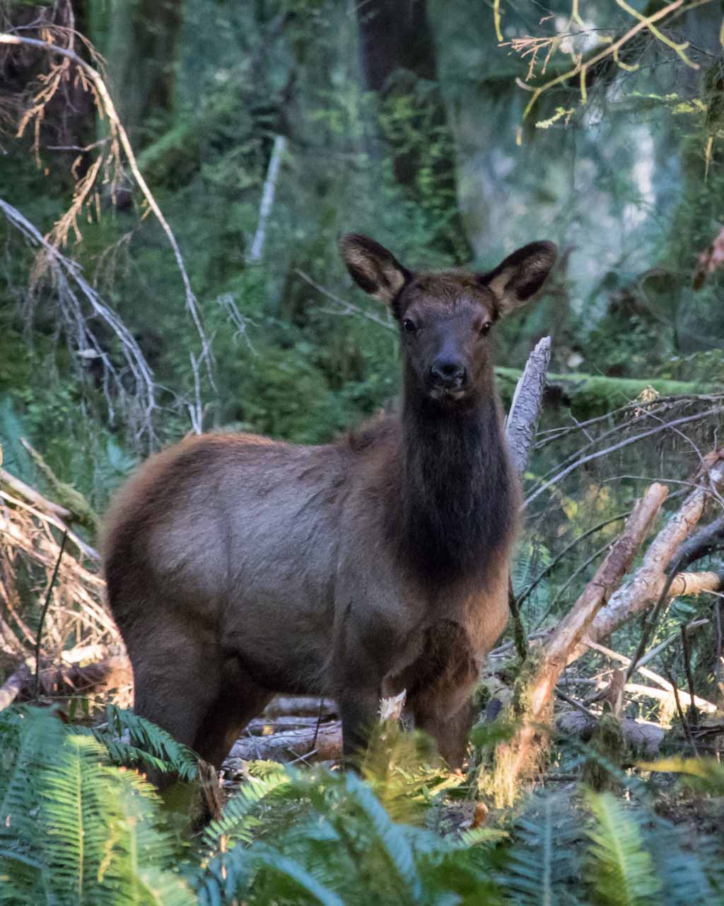 Elk cow and calf at Bunch Fields, Olympic National Park, Washington