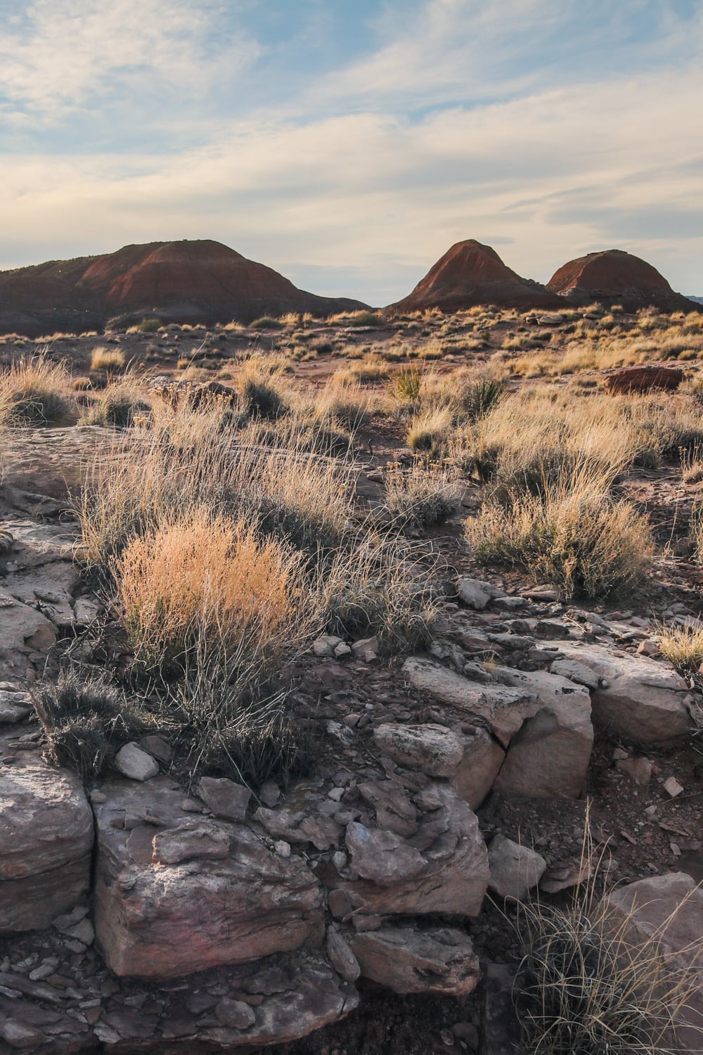 Evening light in the Painted Desert, Petrified Forest National Park, Arizona - Petrified Forest National Park Photos