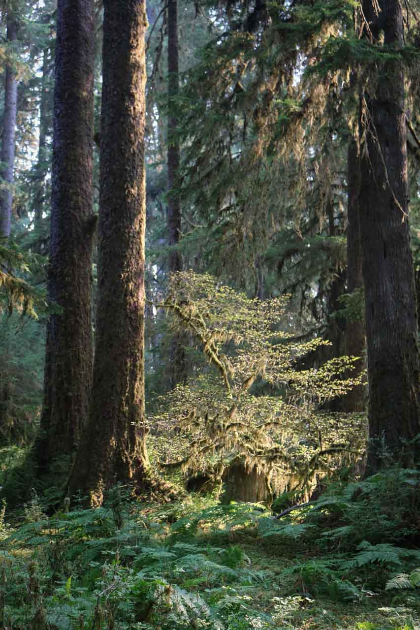 Golden backlight, Hall of Mosses Trail, Olympic National Park, Washington