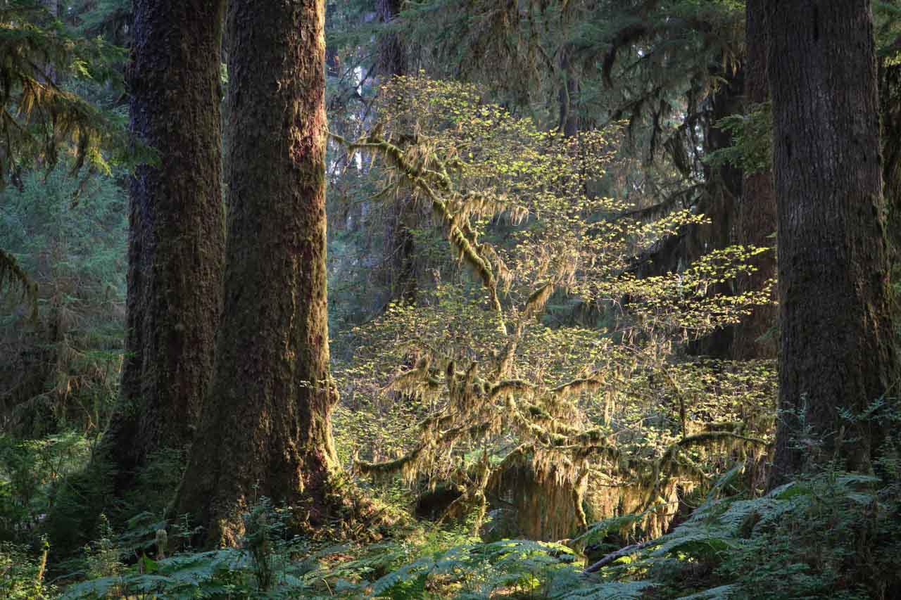 Golden moss, Hall of Mosses Trail in the Hoh Rain Forest, Olympic National Park, Washington