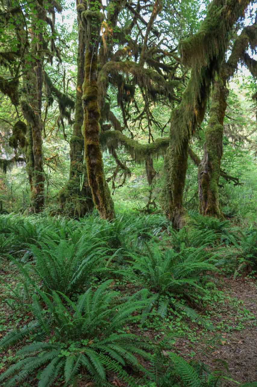 Hall of Mosses, Hoh Rain Forest, Olympic National Park in Washington