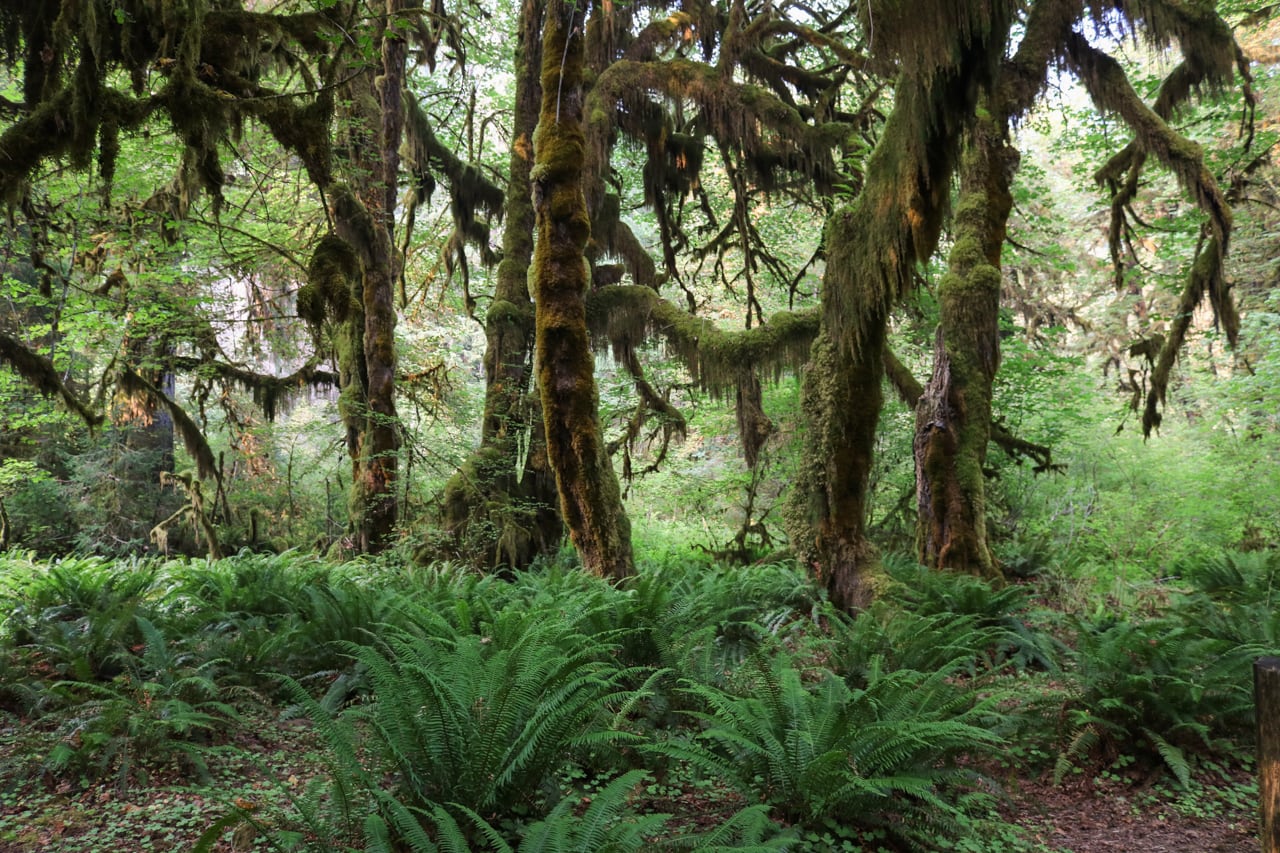 Interesting facts about the National Park System: The rain forests of Olympic National Park are the wettest places in the lower 48 states.