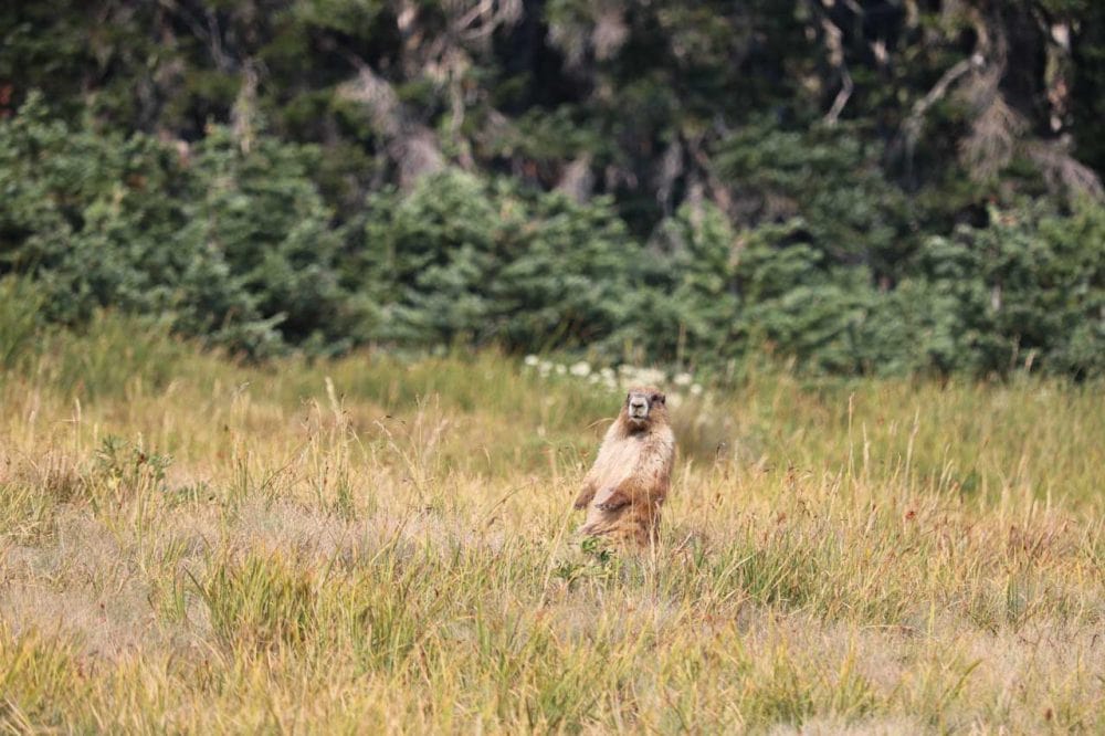 Olympic marmot on Hurricane Ridge, Olympic National Park, Washington