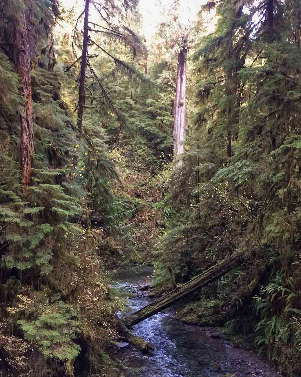 Quinault Rain Forest, Olympic National Forest, Washington