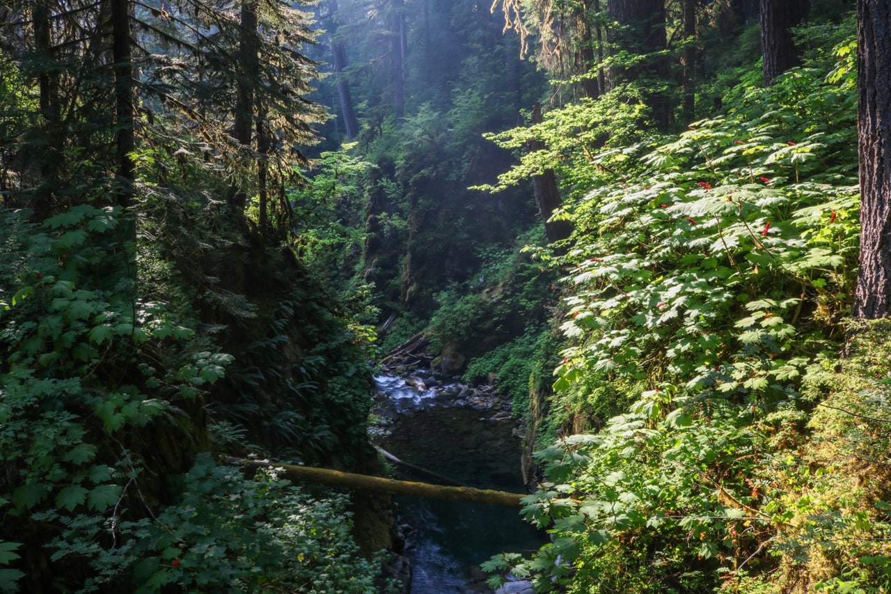 Sunlight in old-growth forest, Olympic National Park