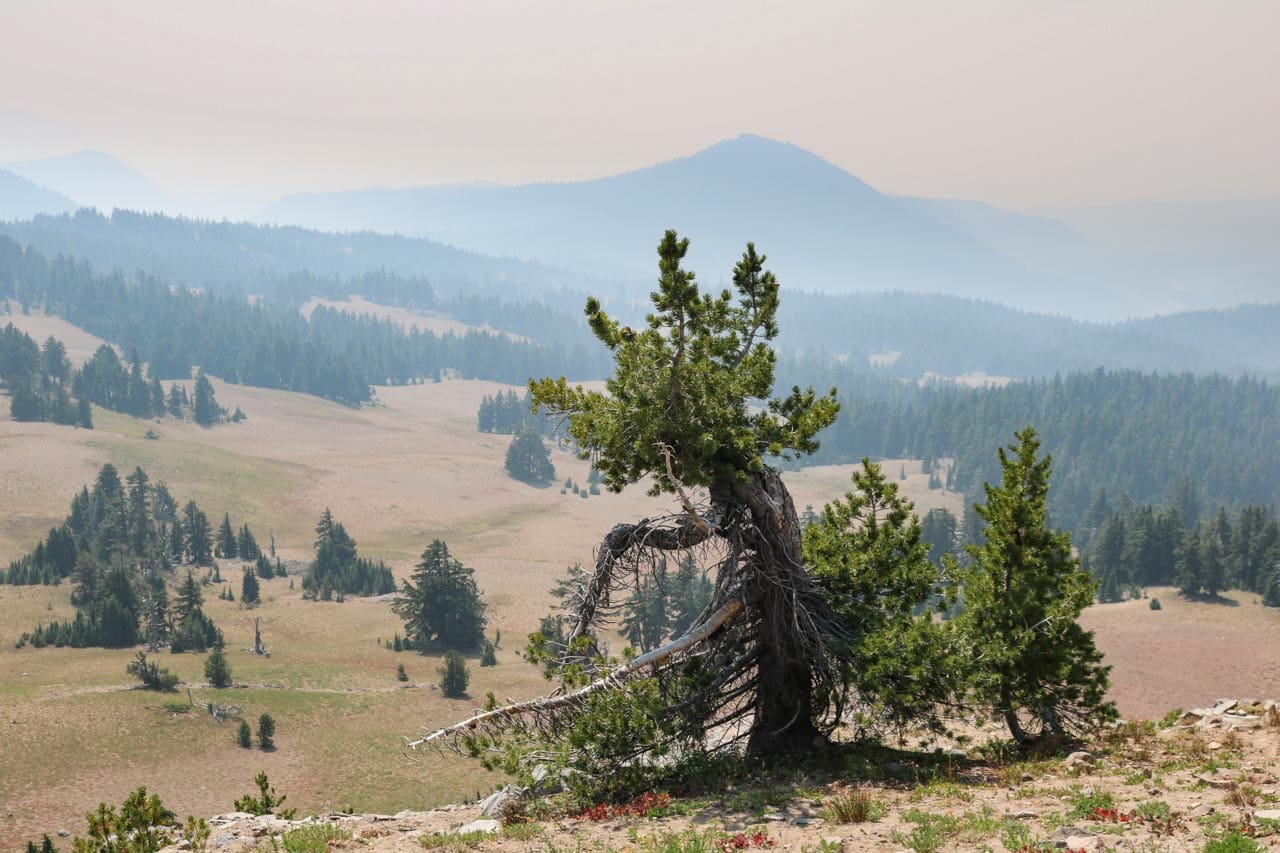 Weathered tree overlooking plains in Crater Lake National Park, Oregon