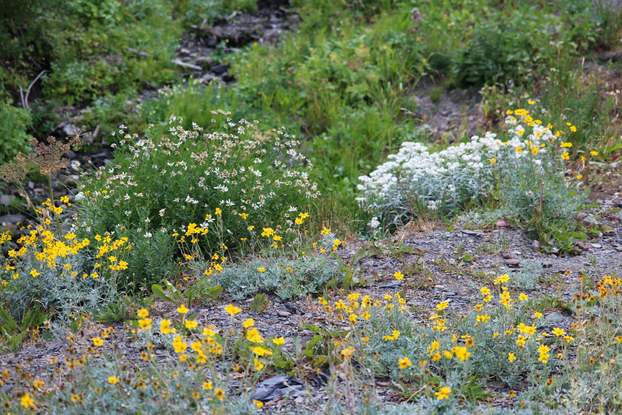 Wildflowers in Olympic National Park, Washington
