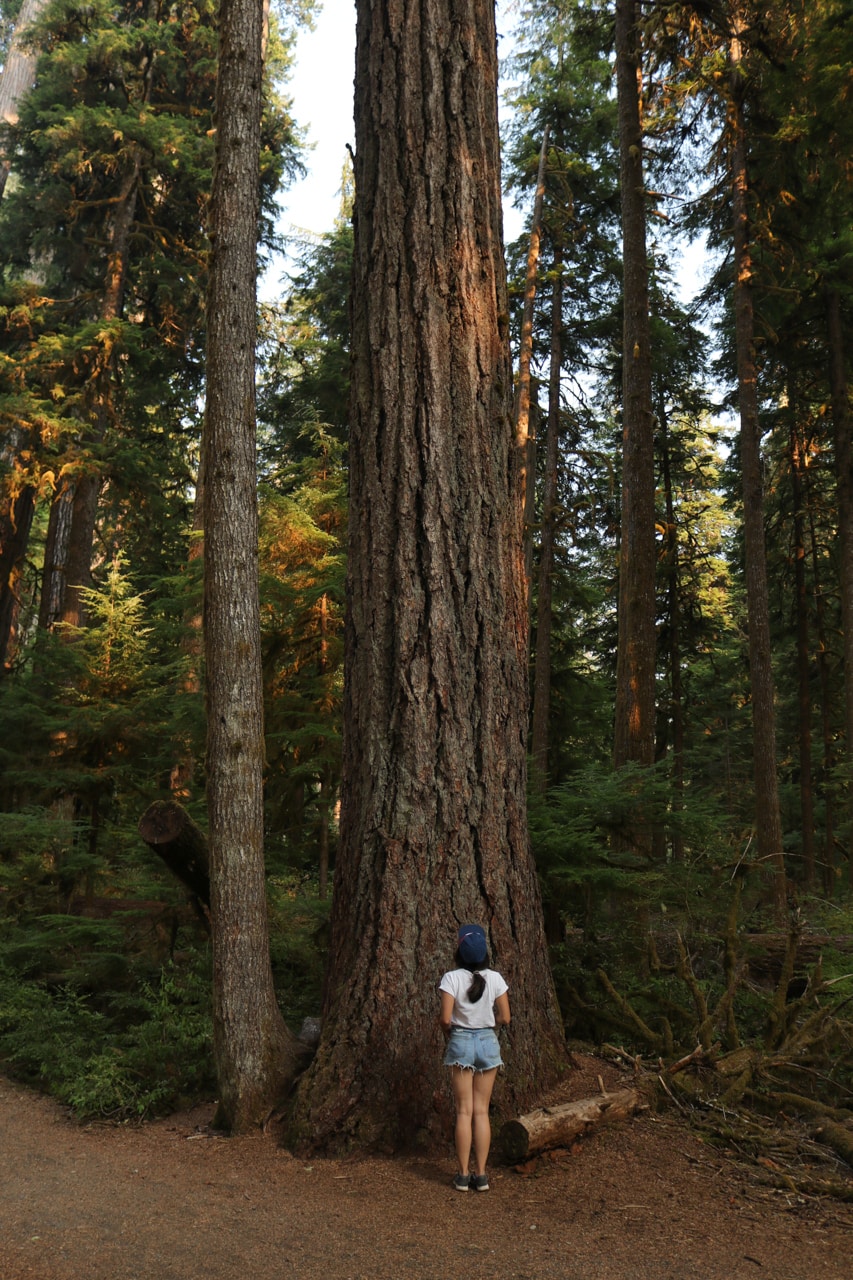 Woman in old-growth forest in Olympic National Park, Washington