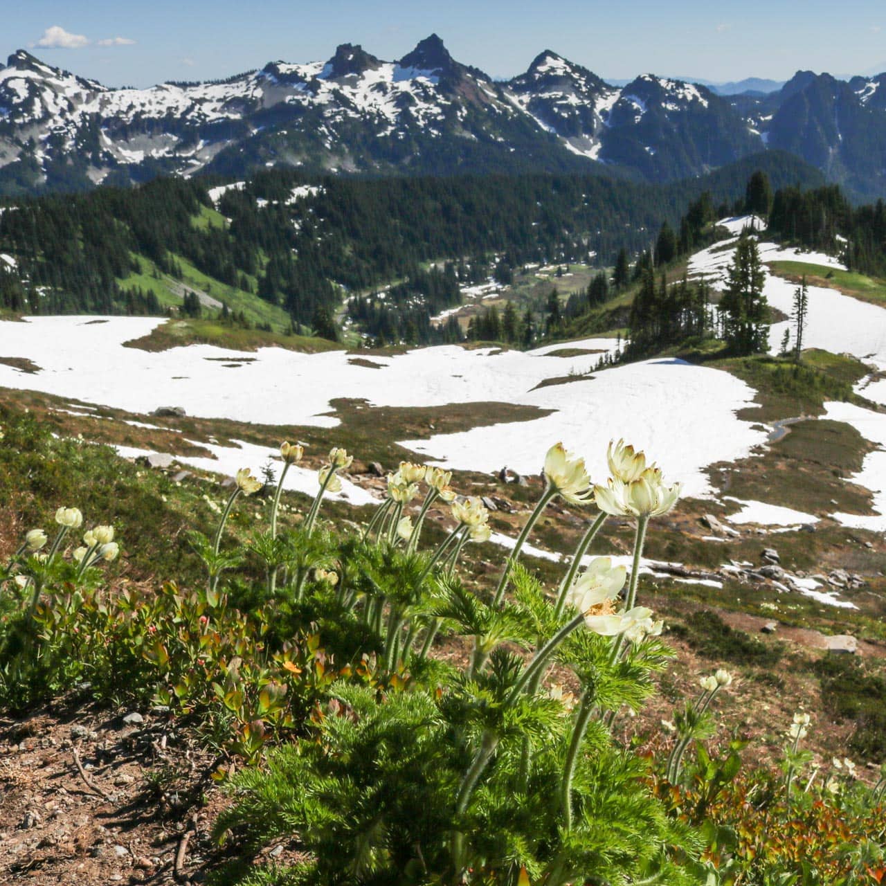 Alpine flowers, Mount Rainier National Park