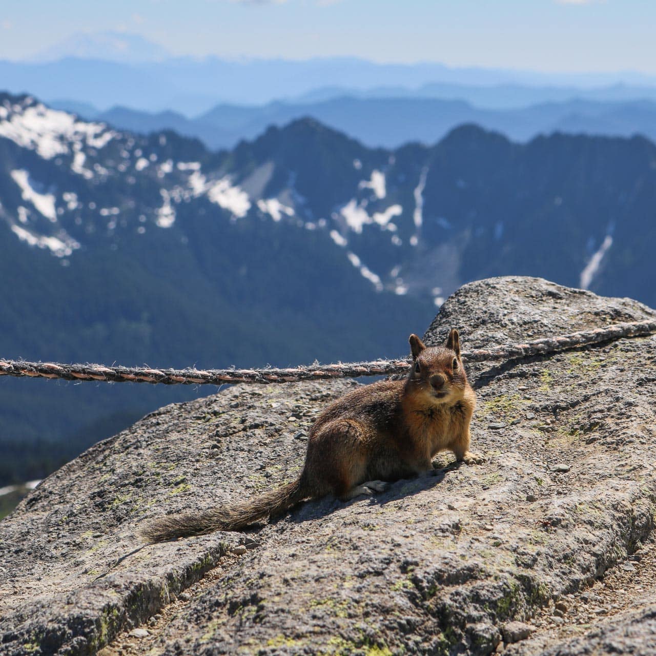 Ground squirrel in Mount Rainier National Park