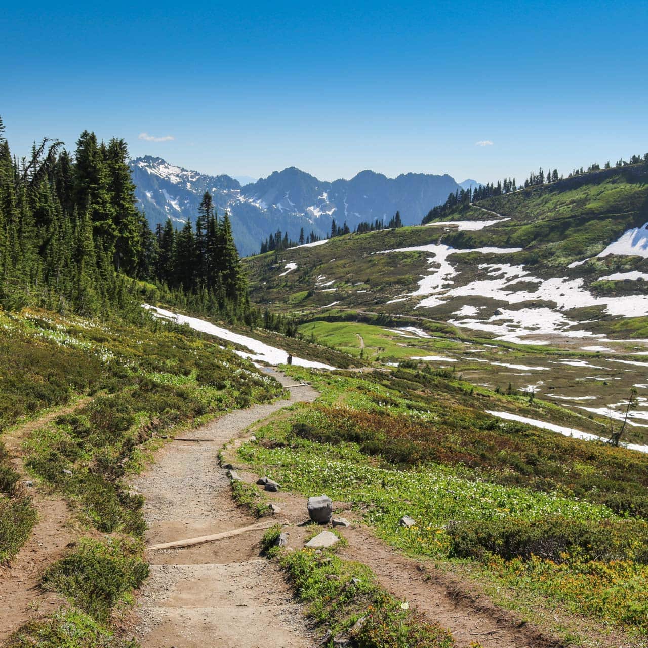 Hiking trail in Mount Rainier National Park