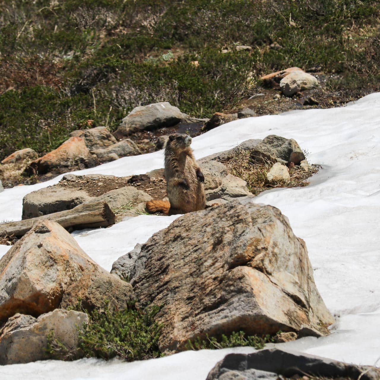 Hoary marmot in Mount Rainier National Park